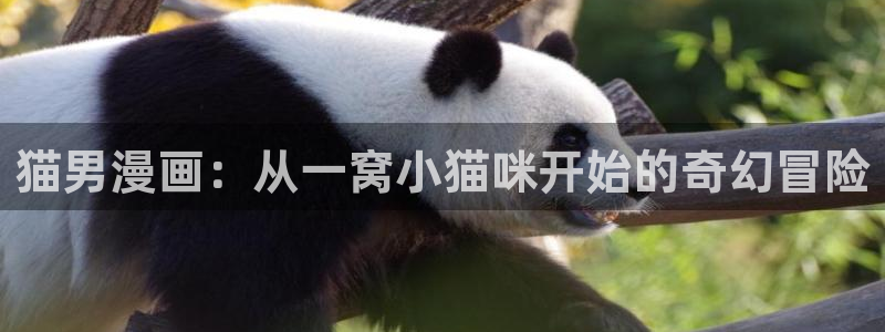 耽漫网下载：猫男漫画：从一窝小猫咪开始的奇幻冒险